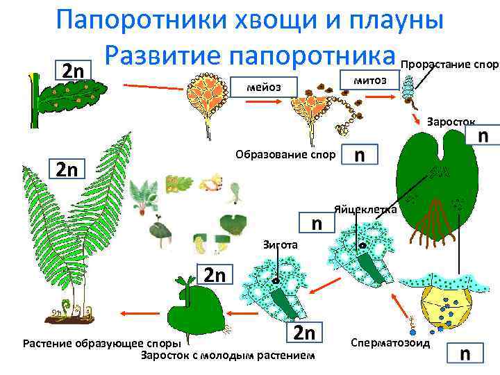 Папоротники хвощи и плауны Развитие папоротника Прорастание споры 2 n митоз мейоз Заросток Образование