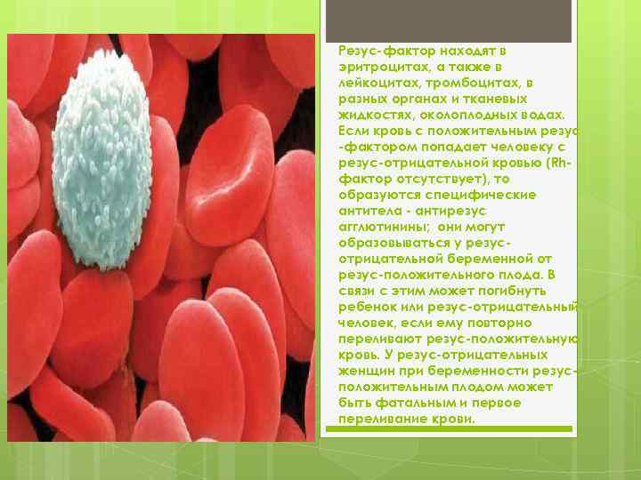 Резус положительный эритроцит. Резус фактор на эритроците. Резус-фактор тромбоцитов это. Резус-фактор зеленая крови. Модель резус-комплекса в мембране эритроцита d-отрицательного.