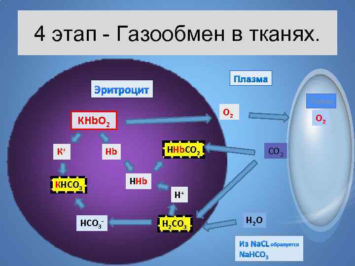 4 этап - Газообмен в тканях. Плазма Эритроцит О 2 КНb. O 2 К+