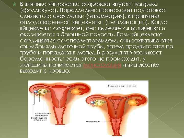  В яичнике яйцеклетка созревает внутри пузырька (фолликула). Параллельно происходит подготовка слизистого слоя матки