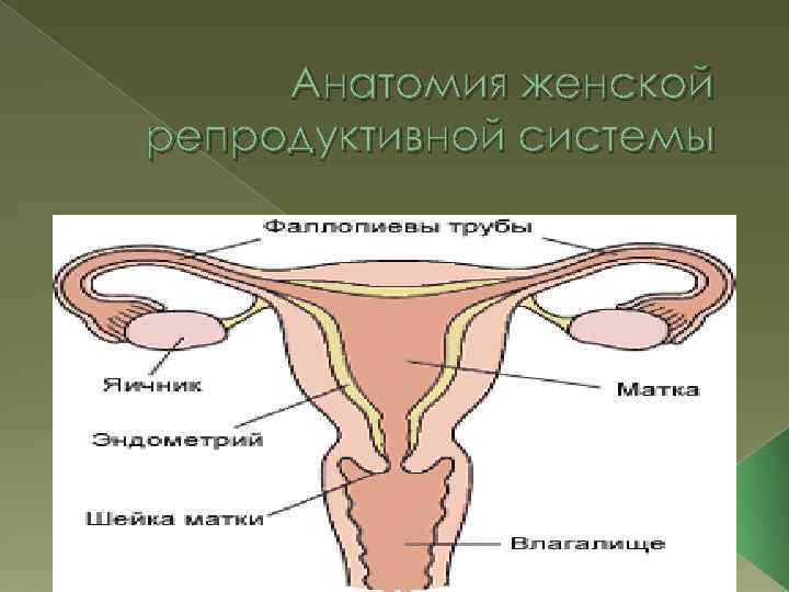 Анатомия женской репродуктивной системы 