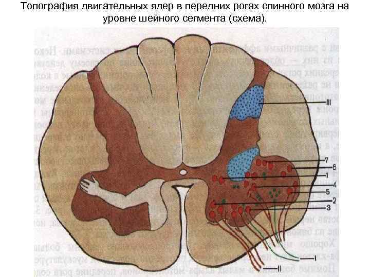 Рога спинного мозга. Ядра боковых Рогов спинного мозга. Топография двигательных ядер в передних рогах спинного мозга. Ядра переднего рога спинного мозга. Передние рога мозга.