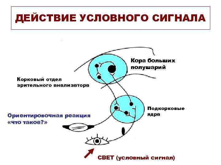 ДЕЙСТВИЕ УСЛОВНОГО СИГНАЛА Кора больших полушарий Корковый отдел зрительного анализатора Ориентировочная реакция «что такое?
