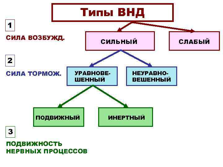 Определение типа внд по анамнестической схеме