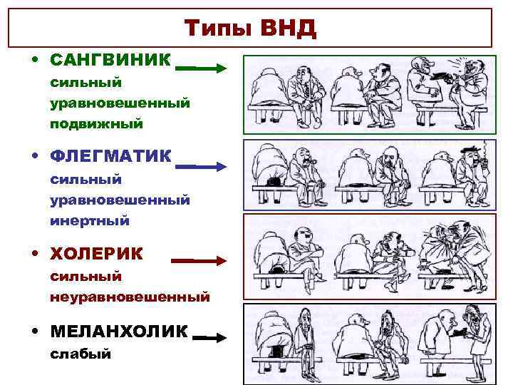 Типы ВНД • САНГВИНИК сильный уравновешенный подвижный • ФЛЕГМАТИК сильный уравновешенный инертный • ХОЛЕРИК