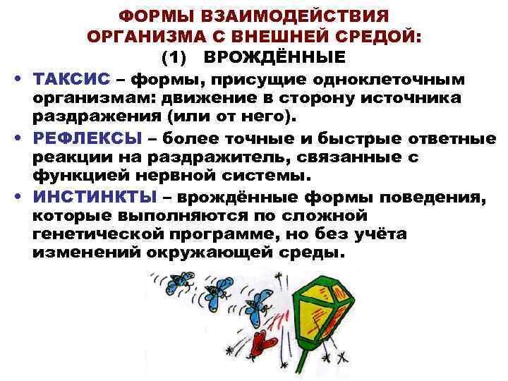 ФОРМЫ ВЗАИМОДЕЙСТВИЯ ОРГАНИЗМА С ВНЕШНЕЙ СРЕДОЙ: (1) ВРОЖДЁННЫЕ • ТАКСИС – формы, присущие одноклеточным