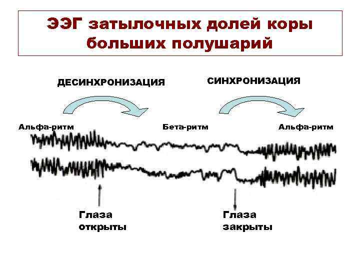 ЭЭГ затылочных долей коры больших полушарий ДЕСИНХРОНИЗАЦИЯ Альфа-ритм СИНХРОНИЗАЦИЯ Бета-ритм Глаза открыты Альфа-ритм Глаза