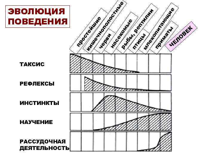 ТАКСИС РЕФЛЕКСЫ ИНСТИНКТЫ НАУЧЕНИЕ РАССУДОЧНАЯ ДЕЯТЕЛЬНОСТЬ ие но че по рв ло и на