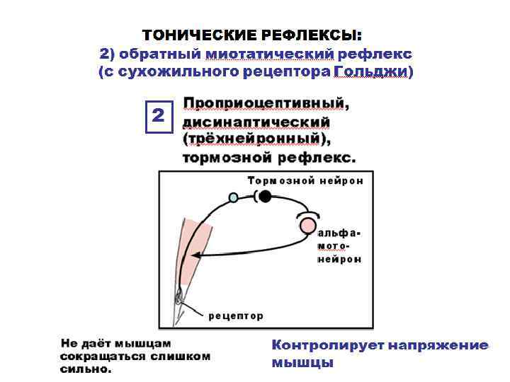 Миотатический рефлекс физиология схема