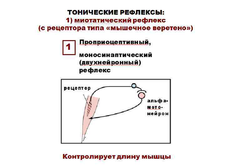 Схема миотатического рефлекса