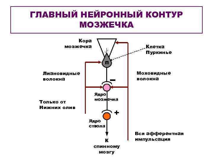 ГЛАВНЫЙ НЕЙРОННЫЙ КОНТУР МОЗЖЕЧКА Кора мозжечка Клетка Пуркинье П Моховидные волокна Лиановидные волокна Только