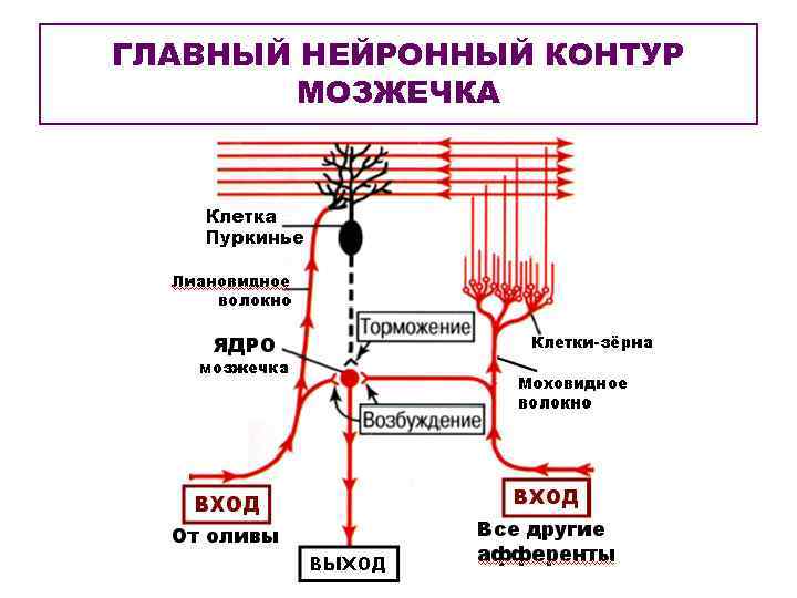 ГЛАВНЫЙ НЕЙРОННЫЙ КОНТУР МОЗЖЕЧКА 