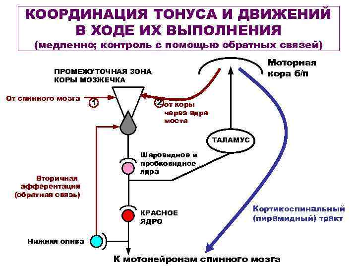 КООРДИНАЦИЯ ТОНУСА И ДВИЖЕНИЙ В ХОДЕ ИХ ВЫПОЛНЕНИЯ (медленно; контроль с помощью обратных связей)