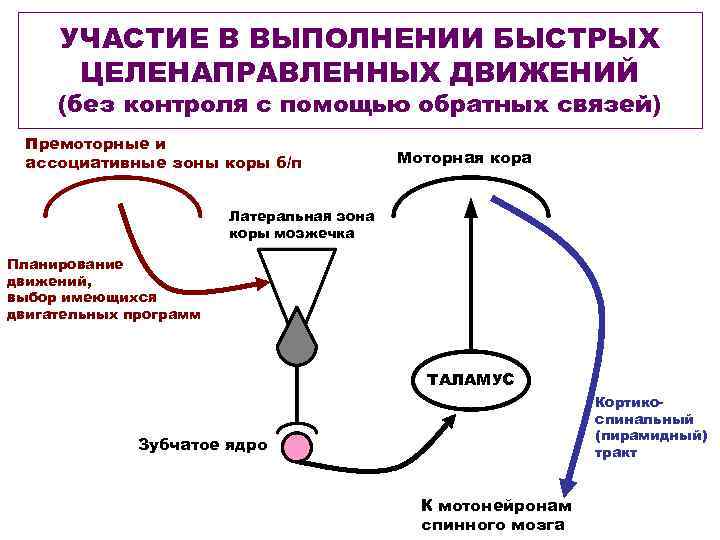 УЧАСТИЕ В ВЫПОЛНЕНИИ БЫСТРЫХ ЦЕЛЕНАПРАВЛЕННЫХ ДВИЖЕНИЙ (без контроля с помощью обратных связей) Премоторные и