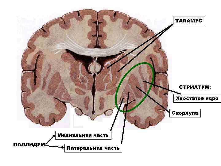 ТАЛАМУС СТРИАТУМ: Хвостатое ядро Скорлупа Медиальная часть ПАЛЛИДУМ: Латеральная часть 