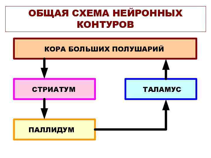 ОБЩАЯ СХЕМА НЕЙРОННЫХ КОНТУРОВ КОРА БОЛЬШИХ ПОЛУШАРИЙ СТРИАТУМ ПАЛЛИДУМ ТАЛАМУС 