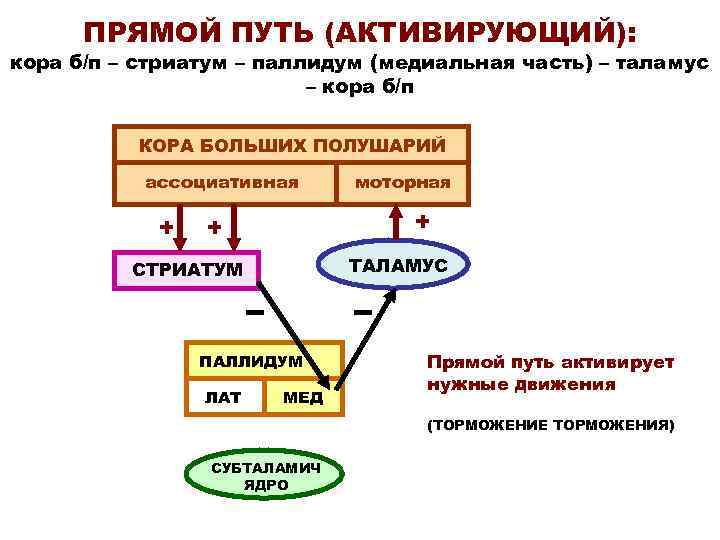 ПРЯМОЙ ПУТЬ (АКТИВИРУЮЩИЙ): кора б/п – стриатум – паллидум (медиальная часть) – таламус –