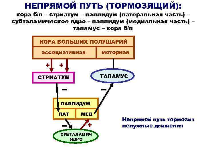 НЕПРЯМОЙ ПУТЬ (ТОРМОЗЯЩИЙ): кора б/п – стриатум – паллидум (латеральная часть) – субталамическое ядро