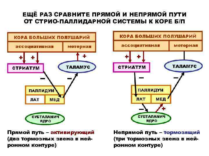 ЕЩЁ РАЗ СРАВНИТЕ ПРЯМОЙ И НЕПРЯМОЙ ПУТИ ОТ СТРИО-ПАЛЛИДАРНОЙ СИСТЕМЫ К КОРЕ Б/П Прямой