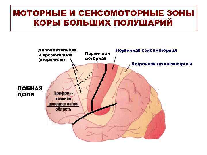 МОТОРНЫЕ И СЕНСОМОТОРНЫЕ ЗОНЫ КОРЫ БОЛЬШИХ ПОЛУШАРИЙ Дополнительная и премоторная (вторичная) ЛОБНАЯ ДОЛЯ Первичная