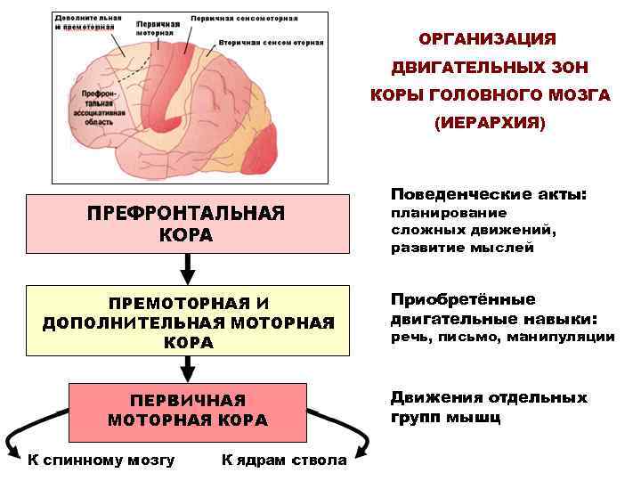 ОРГАНИЗАЦИЯ ДВИГАТЕЛЬНЫХ ЗОН КОРЫ ГОЛОВНОГО МОЗГА (ИЕРАРХИЯ) Поведенческие акты: планирование сложных движений, развитие мыслей