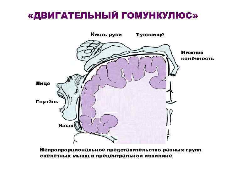  «ДВИГАТЕЛЬНЫЙ ГОМУНКУЛЮС» Кисть руки Туловище Нижняя конечность Лицо Гортань Язык Непропрорциональное представительство разных