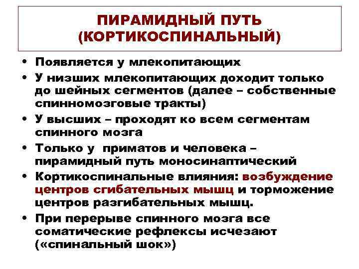 ПИРАМИДНЫЙ ПУТЬ (КОРТИКОСПИНАЛЬНЫЙ) • Появляется у млекопитающих • У низших млекопитающих доходит только до