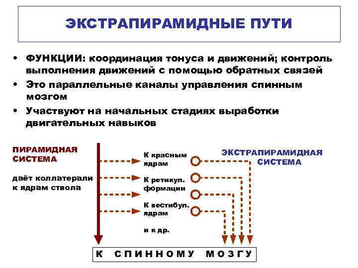 ЭКСТРАПИРАМИДНЫЕ ПУТИ • ФУНКЦИИ: координация тонуса и движений; контроль выполнения движений с помощью обратных