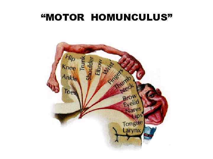 “MOTOR HOMUNCULUS” 