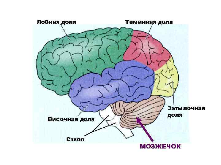 Лобная доля Височная доля Ствол Теменная доля Затылочная доля МОЗЖЕЧОК 