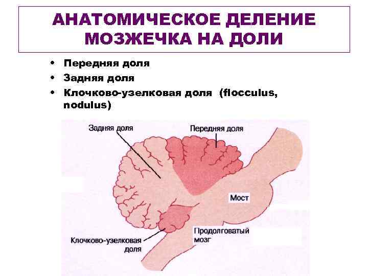 АНАТОМИЧЕСКОЕ ДЕЛЕНИЕ МОЗЖЕЧКА НА ДОЛИ • Передняя доля • Задняя доля • Клочково-узелковая доля