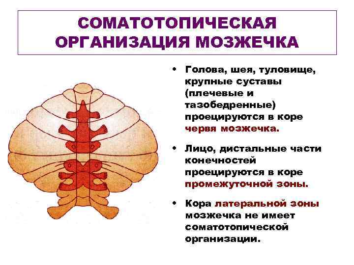 СОМАТОТОПИЧЕСКАЯ ОРГАНИЗАЦИЯ МОЗЖЕЧКА • Голова, шея, туловище, крупные суставы (плечевые и тазобедренные) проецируются в