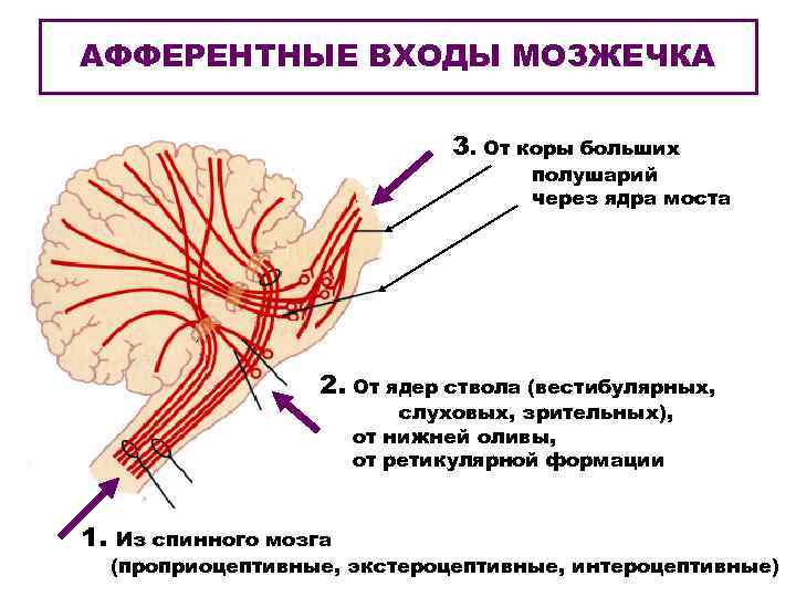 АФФЕРЕНТНЫЕ ВХОДЫ МОЗЖЕЧКА 3. От коры больших полушарий через ядра моста 2. От ядер