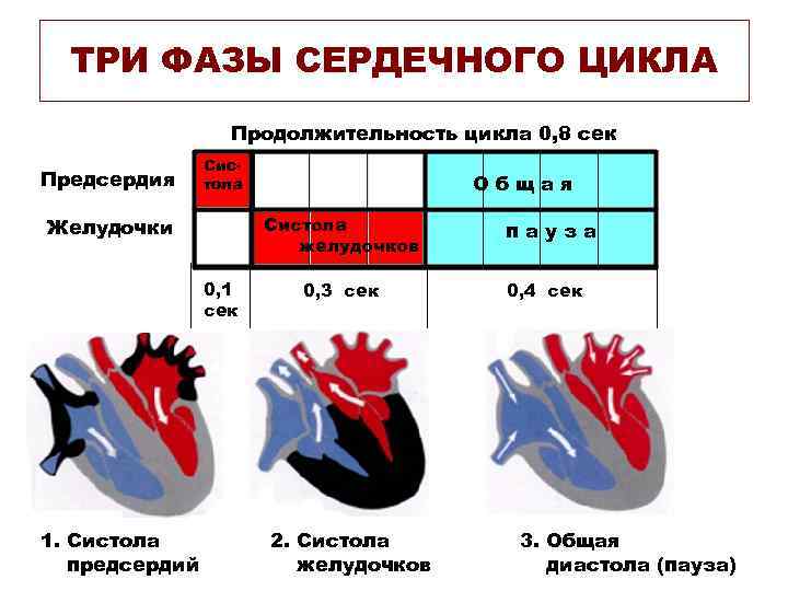 ТРИ ФАЗЫ СЕРДЕЧНОГО ЦИКЛА Продолжительность цикла 0, 8 сек Предсердия Систола желудочков Желудочки 0,