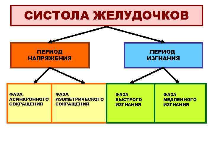 СИСТОЛА ЖЕЛУДОЧКОВ ПЕРИОД НАПРЯЖЕНИЯ ФАЗА АСИНХРОННОГО СОКРАЩЕНИЯ ФАЗА ИЗОМЕТРИЧЕСКОГО СОКРАЩЕНИЯ ПЕРИОД ИЗГНАНИЯ ФАЗА БЫСТРОГО