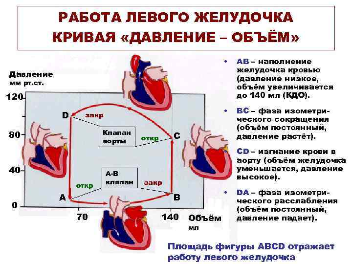 РАБОТА ЛЕВОГО ЖЕЛУДОЧКА КРИВАЯ «ДАВЛЕНИЕ – ОБЪЁМ» • АВ – наполнение желудочка кровью (давление