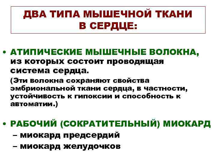 ДВА ТИПА МЫШЕЧНОЙ ТКАНИ В СЕРДЦЕ: • АТИПИЧЕСКИЕ МЫШЕЧНЫЕ ВОЛОКНА, из которых состоит проводящая