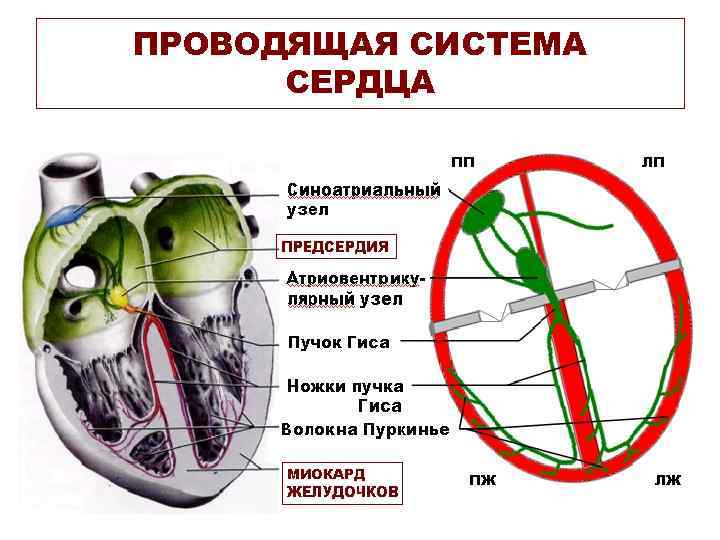 ПРОВОДЯЩАЯ СИСТЕМА СЕРДЦА ПП ПЖ ЛП ЛЖ 