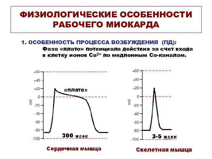 ФИЗИОЛОГИЧЕСКИЕ ОСОБЕННОСТИ РАБОЧЕГО МИОКАРДА 1. ОСОБЕННОСТЬ ПРОЦЕССА ВОЗБУЖДЕНИЯ (ПД): Фаза «плато» потенциала действия за