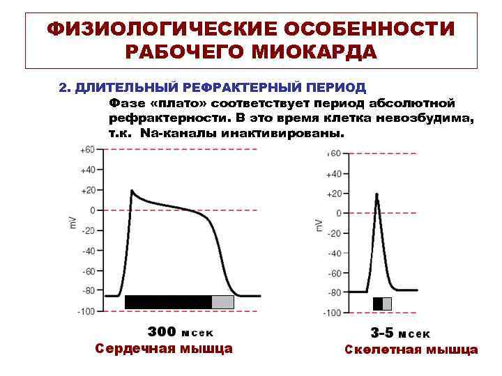 ФИЗИОЛОГИЧЕСКИЕ ОСОБЕННОСТИ РАБОЧЕГО МИОКАРДА 2. ДЛИТЕЛЬНЫЙ РЕФРАКТЕРНЫЙ ПЕРИОД Фазе «плато» соответствует период абсолютной рефрактерности.