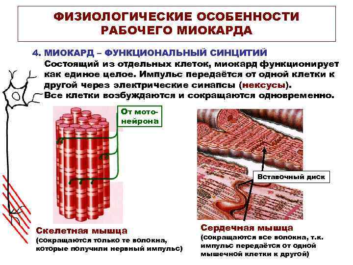 ФИЗИОЛОГИЧЕСКИЕ ОСОБЕННОСТИ РАБОЧЕГО МИОКАРДА 4. МИОКАРД – ФУНКЦИОНАЛЬНЫЙ СИНЦИТИЙ Состоящий из отдельных клеток, миокард