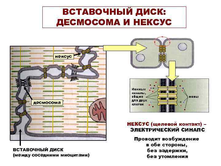 ВСТАВОЧНЫЙ ДИСК: ДЕСМОСОМА И НЕКСУС нексус десмосома НЕКСУС (щелевой контакт) – ЭЛЕКТРИЧЕСКИЙ СИНАПС ВСТАВОЧНЫЙ