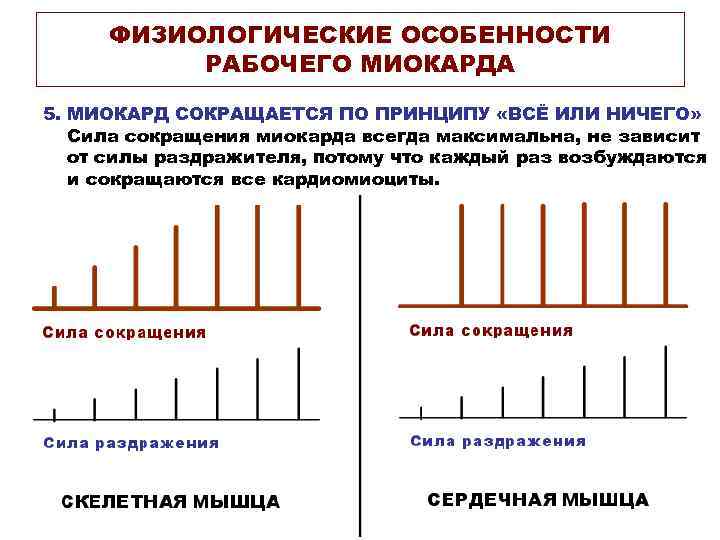 ФИЗИОЛОГИЧЕСКИЕ ОСОБЕННОСТИ РАБОЧЕГО МИОКАРДА 5. МИОКАРД СОКРАЩАЕТСЯ ПО ПРИНЦИПУ «ВСЁ ИЛИ НИЧЕГО» Сила сокращения