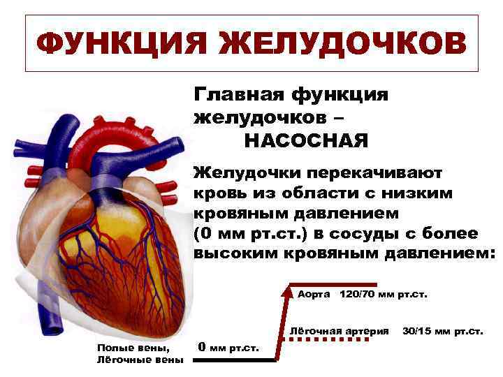 Сердце кровь сколько литров