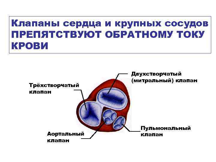 Клапаны сердца и крупных сосудов ПРЕПЯТСТВУЮТ ОБРАТНОМУ ТОКУ КРОВИ Трёхстворчатый клапан Аортальный клапан Двухстворчатый