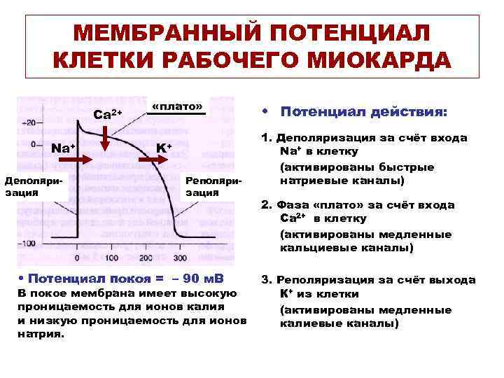 МЕМБРАННЫЙ ПОТЕНЦИАЛ КЛЕТКИ РАБОЧЕГО МИОКАРДА Ca 2+ Na+ Деполяризация «плато» K+ Реполяризация • Потенциал