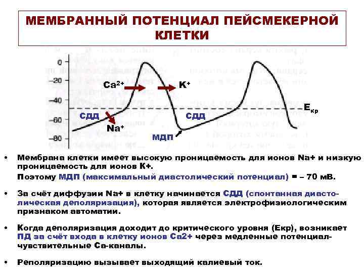 МЕМБРАННЫЙ ПОТЕНЦИАЛ ПЕЙСМЕКЕРНОЙ КЛЕТКИ Ca 2+ K+ СДД Na+ Екр МДП • Мембрана клетки