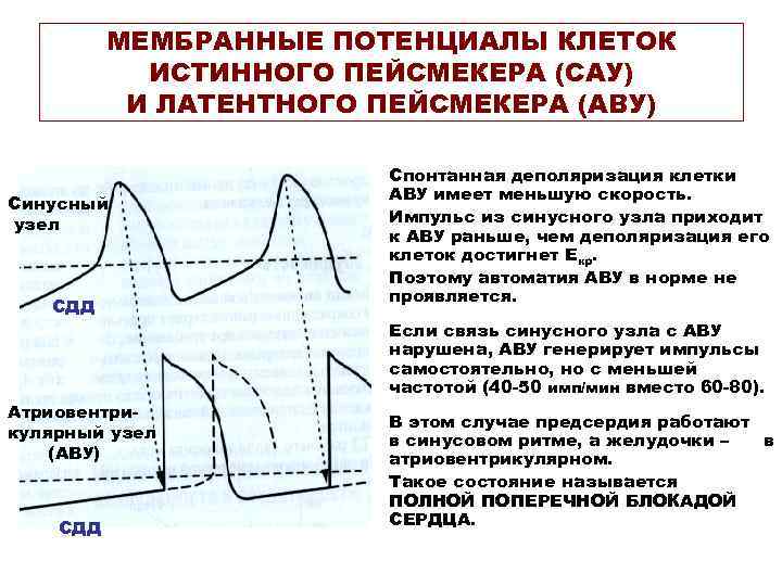 Электрофизиология сердца презентация