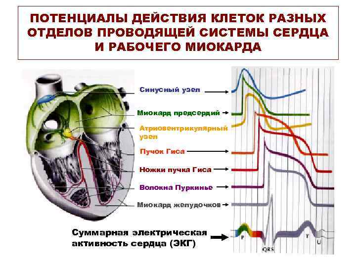 ПОТЕНЦИАЛЫ ДЕЙСТВИЯ КЛЕТОК РАЗНЫХ ОТДЕЛОВ ПРОВОДЯЩЕЙ СИСТЕМЫ СЕРДЦА И РАБОЧЕГО МИОКАРДА Синусный узел Миокард