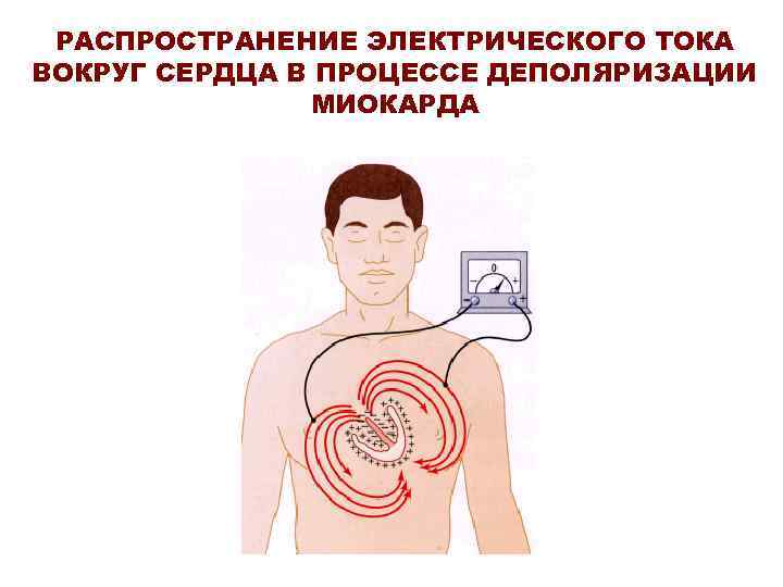 РАСПРОСТРАНЕНИЕ ЭЛЕКТРИЧЕСКОГО ТОКА ВОКРУГ СЕРДЦА В ПРОЦЕССЕ ДЕПОЛЯРИЗАЦИИ МИОКАРДА 